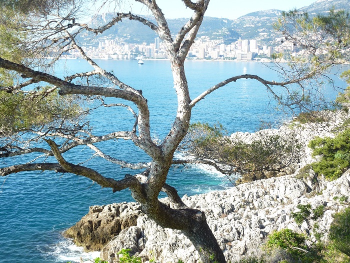 Randonnee Cap Martin  vue sur Monaco